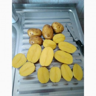 Картофель оптом 5+ сорт Гала (чистая)