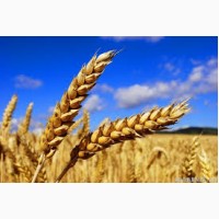 Семена озимой пшеницы сорт Баграт ЭС/РС1