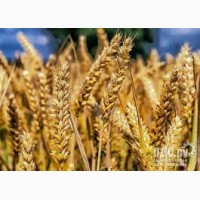 Семена озимой мягкой пшеницы сорт Безостая 100 РС1/РС2