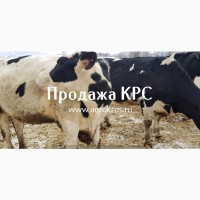 Продажа КРС оптом по России Молочные породы КРС Продажа племенных нетелей