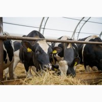 8000 голов КРС в продаже молочных нетелей Голштинизированной черно пестрой породы