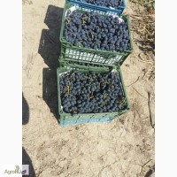Черный виноград сорта Молдова от 49 рублей - СВЕЖАЯ ПОСТАВКА