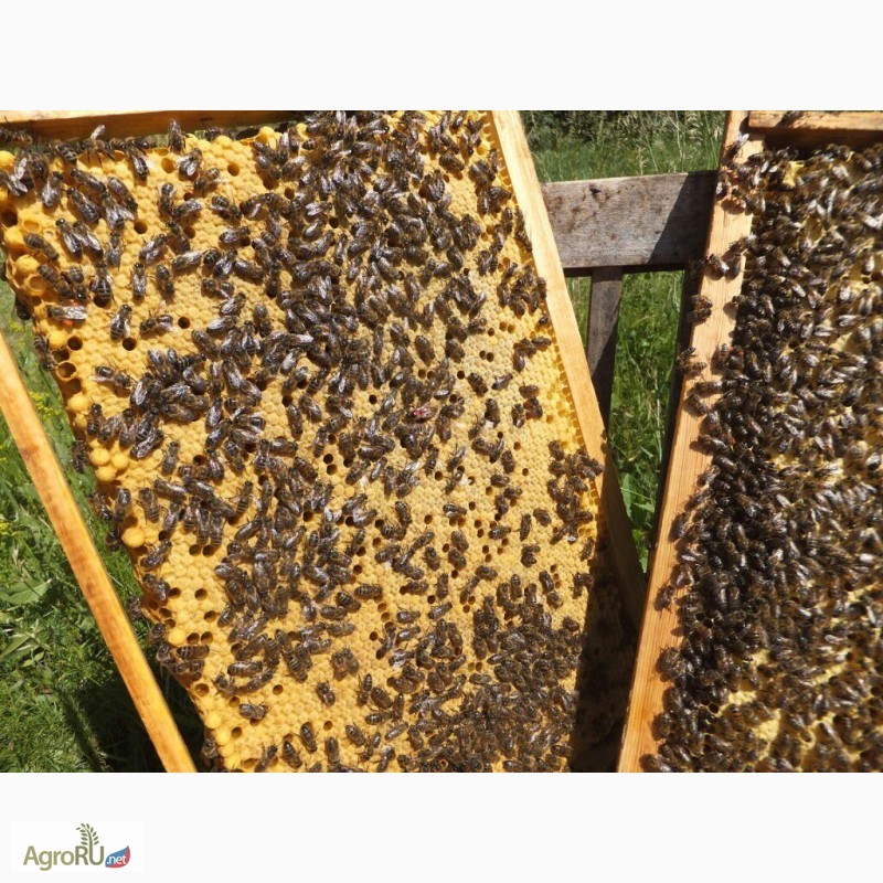Фото 2. Пчелопакеты Карпатка на 2017год