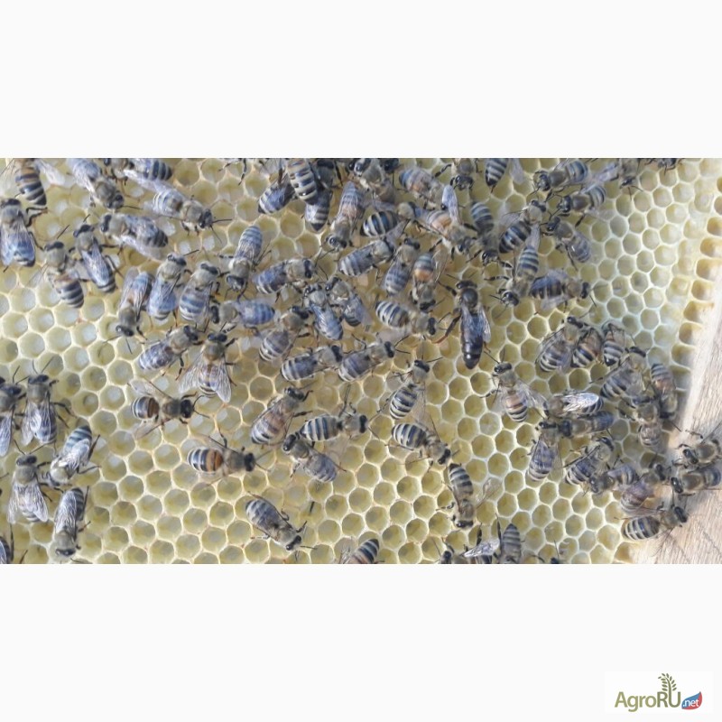 Фото 5. Пчелопакеты Карпатка на 2017год
