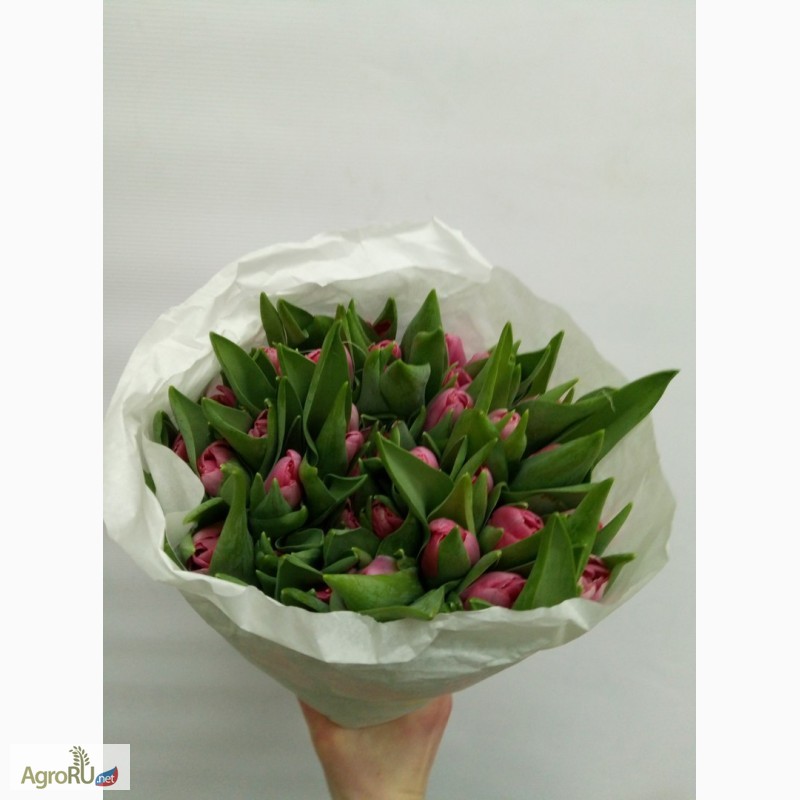 Фото 2. Голландские тюльпаны оптом