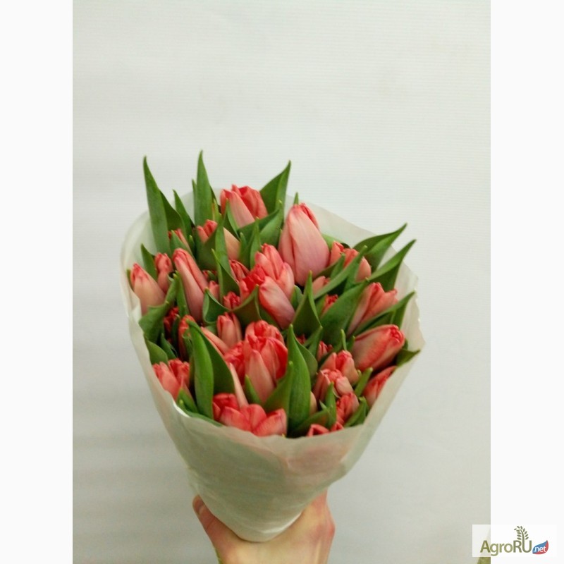Фото 3. Голландские тюльпаны оптом