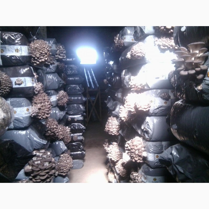 Фото 6. Мицелий грибов на зерне, мицелий на палочках, субстраты, почтовая рассылка
