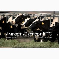 Продажа коров дойных, нетелей молочных пород в Анкару