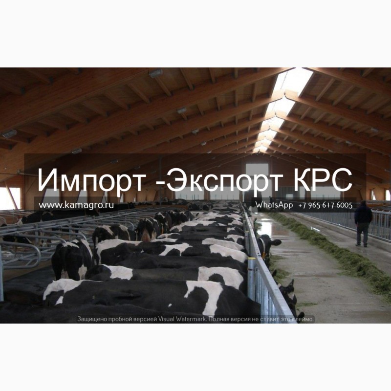 Фото 4. Продажа коров дойных, нетелей молочных пород в Анкару