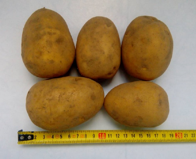 Картофель продовольственный Гала 5+ оптом от производителя РБ