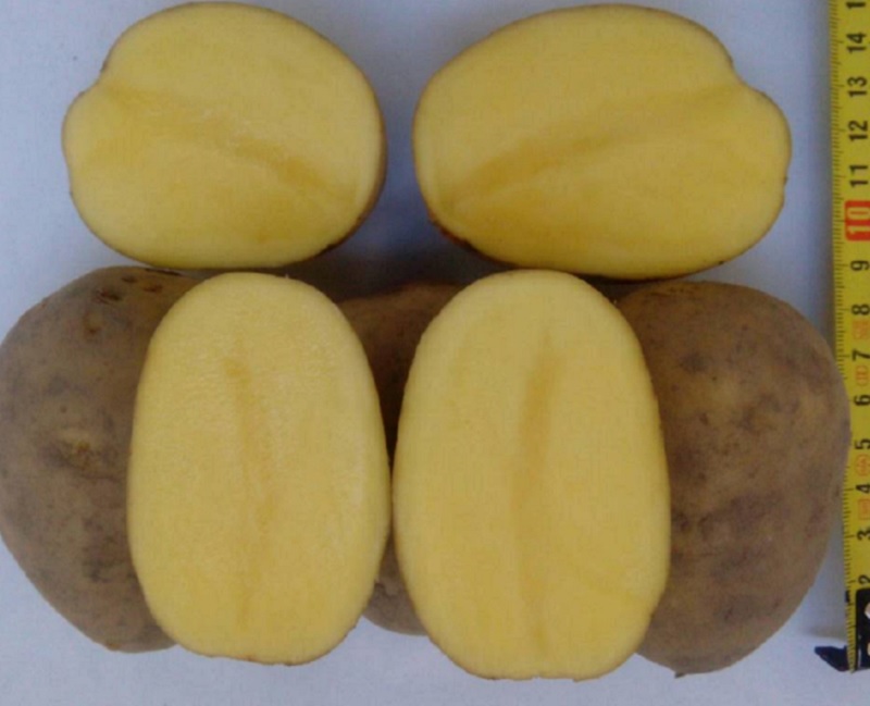 Фото 3. Картофель продовольственный Гала 5+ оптом от производителя РБ