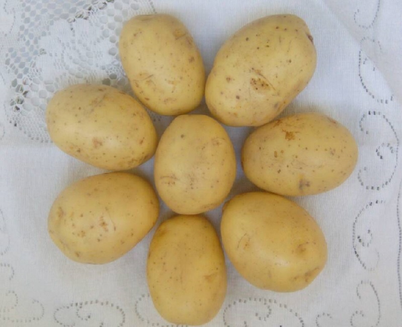 Фото 5. Картофель продовольственный Гала 5+ оптом от производителя РБ