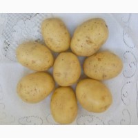 Картофель продовольственный Гала 5+ оптом от производителя РБ