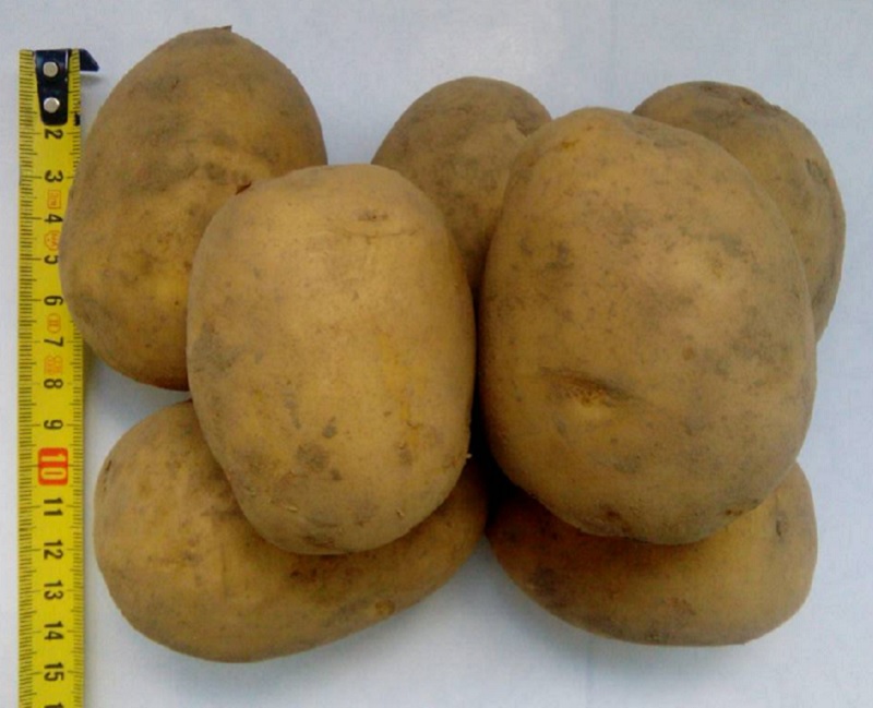 Фото 6. Картофель продовольственный Гала 5+ оптом от производителя РБ