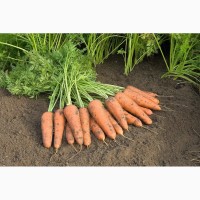 Семена моркови Купар фр. 1.8 - 2.0 мм