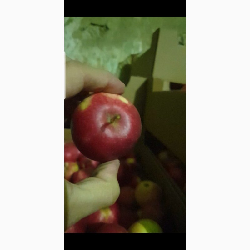 Фото 2. Яблоки сетевое качество оптом от производителя