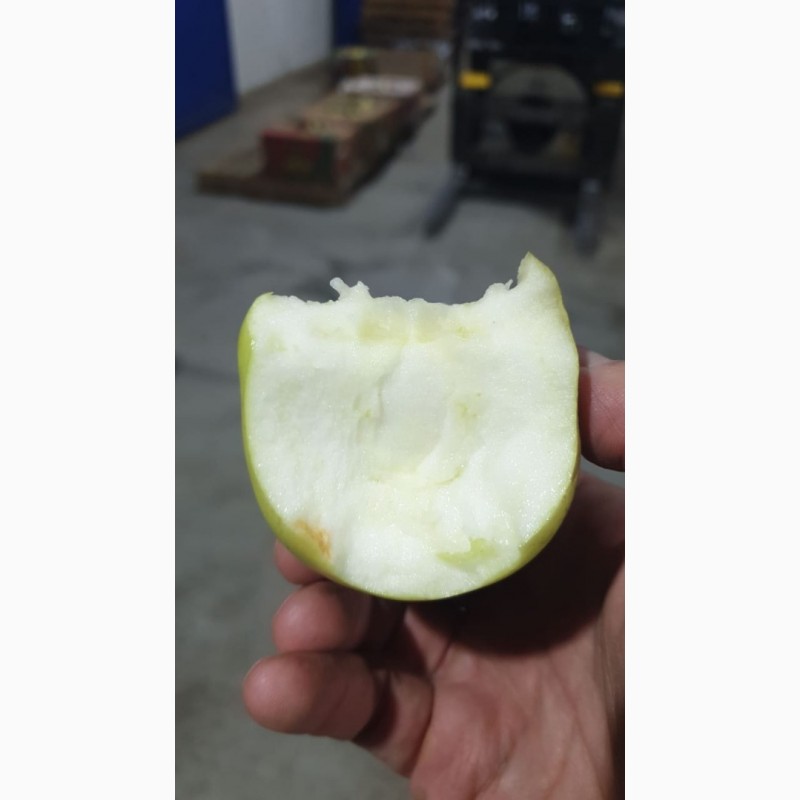 Фото 3. Яблоки сетевое качество оптом от производителя