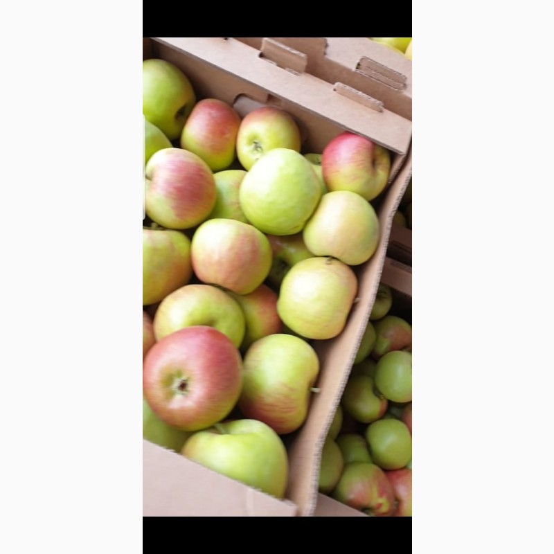 Фото 4. Яблоки сетевое качество оптом от производителя