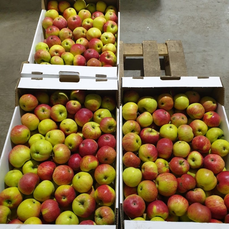 Фото 5. Яблоки сетевое качество оптом от производителя