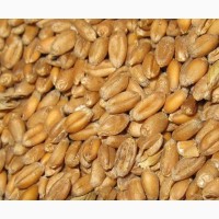 Фуражное зерно в Тверской области: ячмень, пшеница, овес, кукуруза, шрот