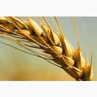 Семена озимой пшеницы сорт Гомер