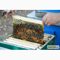 Ульи для пчел, пасеки, пчелоинвентарь, вощина, медогонки разные из Мурома