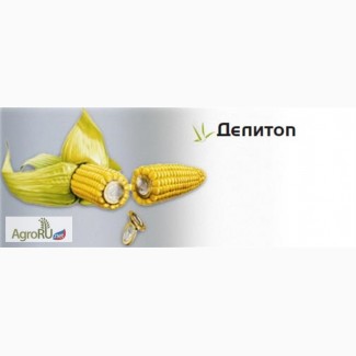 Семена кукурузы Делитоп ФАО210
