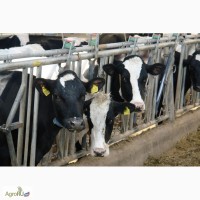 Коровы и нетели голштинской породы