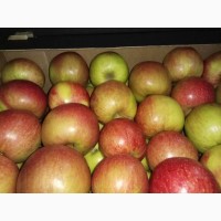 Яблоки из Беларуси оптом от производителя