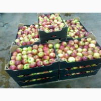 Яблоки из Беларуси оптом от производителя