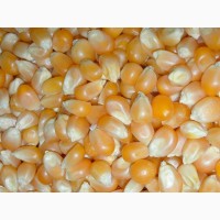 Семена гибридов кукурузы агрохолдинг кубань