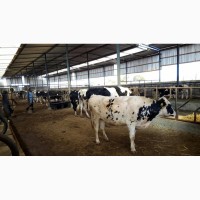 Продажа коров дойных, нетелей молочных пород в Вихоревку