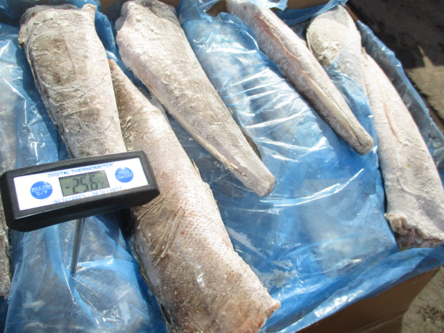 Фото 8. Предлагаем свежую рыбу, кальмары из Аргентины