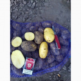 Картофель оптом от производителя из Нижнего Новгорода