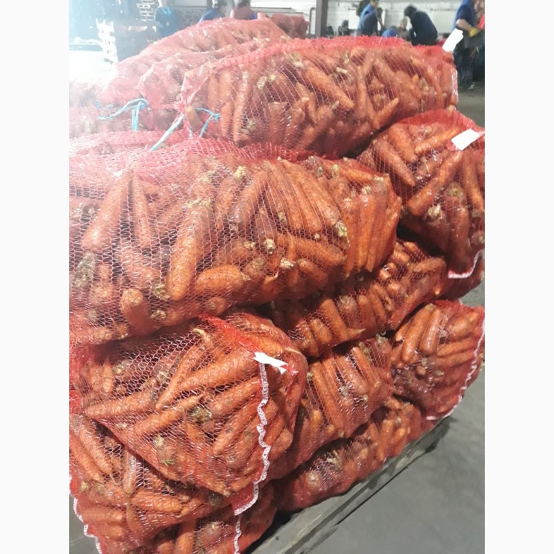 Фото 3. Морковь столовая оптом от 20 тонн в г.Кемерово