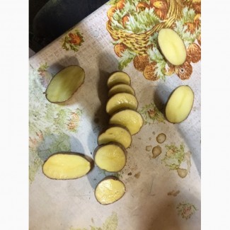 Продаем семенной картофель