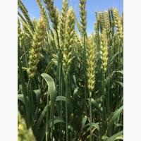 Семена озимой пшеницы сорт Алексеич ЭС/РС1