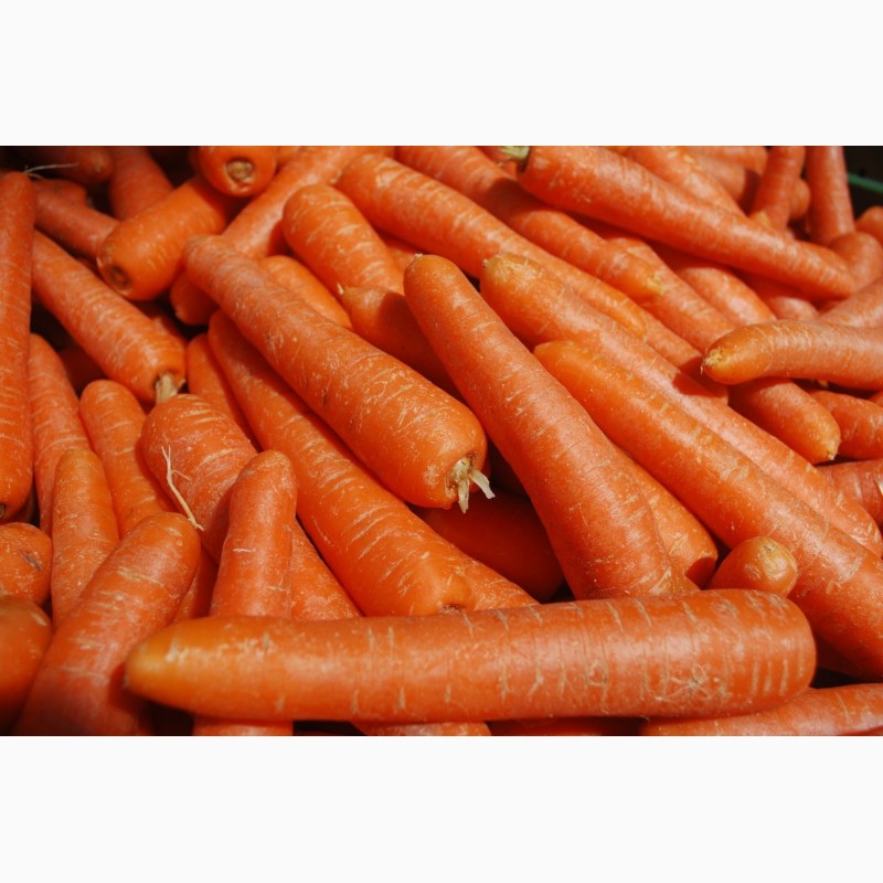 Продаю морковь оптом от производителя ип, Республика Марий Эл — AgroRU.net
