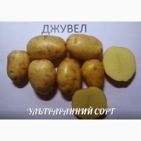 Семенной картофель Джувел