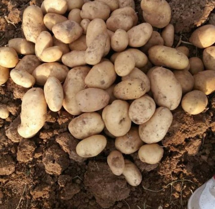 Фото 2. Продаем картофель с Ирана