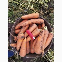 Морковь свежая оптом от 10 тонн