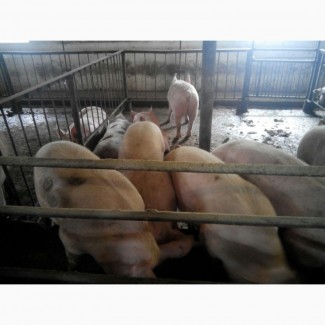 Реализуем свиней живым весом 105115 кг