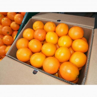 Апельсины Валенсия прямые поставки Египет Orange Valencia
