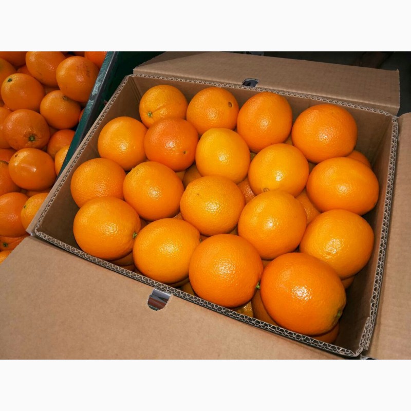 Фото 2. Апельсины Валенсия прямые поставки Египет Orange Valencia