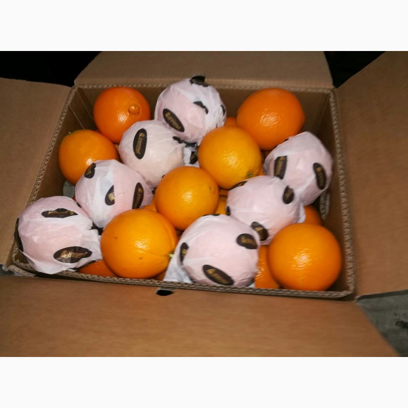 Фото 3. Апельсины Валенсия прямые поставки Египет Orange Valencia