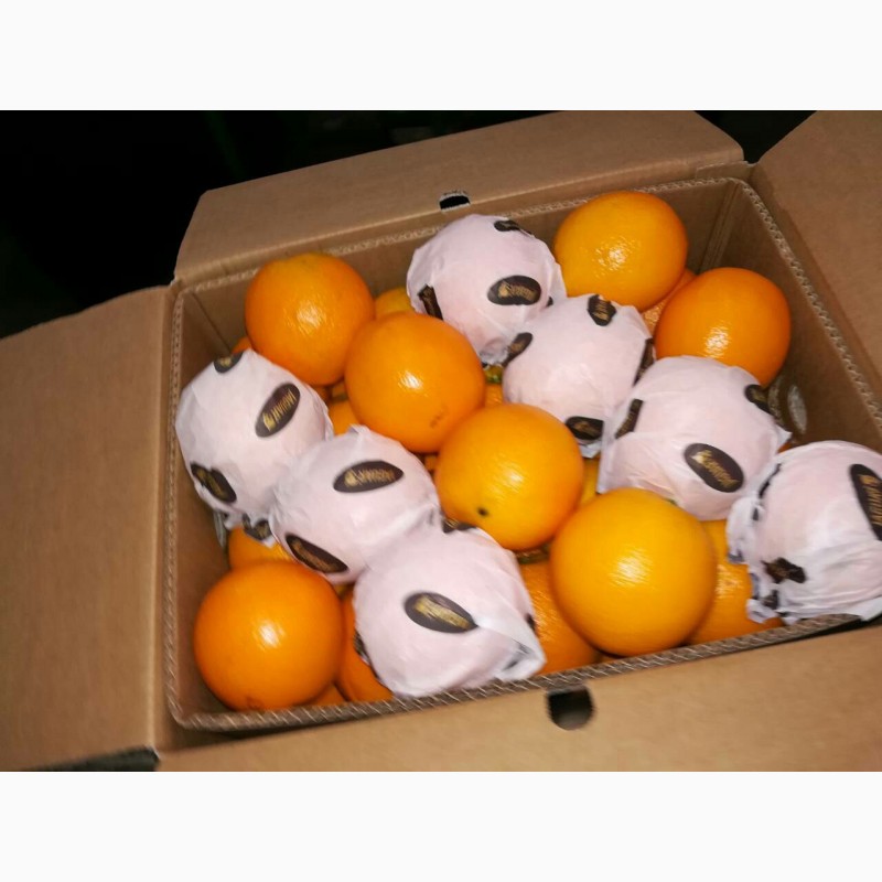Фото 4. Апельсины Валенсия прямые поставки Египет Orange Valencia