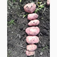 Картофель ОПТОМ. Лучшая цена. Урожай 2018