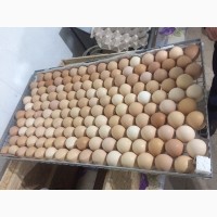 Яйца куриные цветные С1, С2