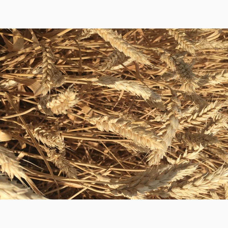 Фото 2. Семена озимой пшеницы сорт Краса Дона ЭС