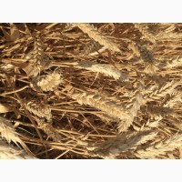 Семена озимой пшеницы сорт Краса Дона ЭС